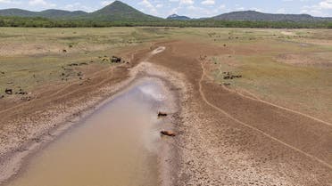 Cows stuck in mud waters in the drying Mabwematema dam on December 25, 2019 in Zimababwe. (File photo: AFP)