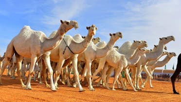 KSA: camel festival