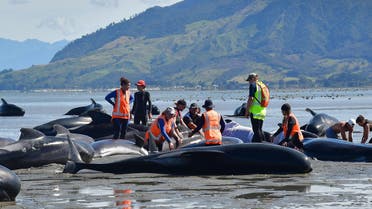 Volunteers pour water on pilot whales during a mass stranding at Farewell Spit on February 11, 2017.  (AFP)