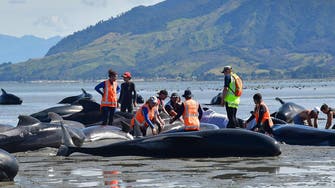Crowds rush to save whales stranded on New Zealand beach 