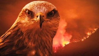طائر شرير حذر منه الرسول هو أكبر مسبب لحرائق أستراليا