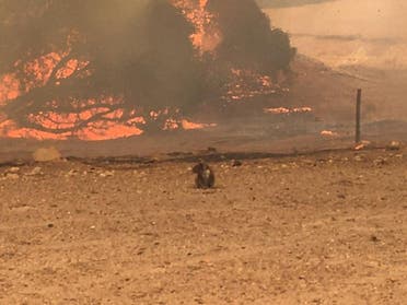 A koala stands in a field with bushfire burning in the background, in Kangaroo Island, Australia, January 9, 2020. (Reuters)