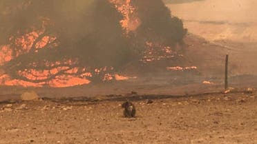 A koala stands in the field with bushfire burning in the background, in Kangaroo Island, Australia January 9 in this still image obtained from social media. Paul Stanton/Paul's Place Wildlife Sanctuary/via Reuters)