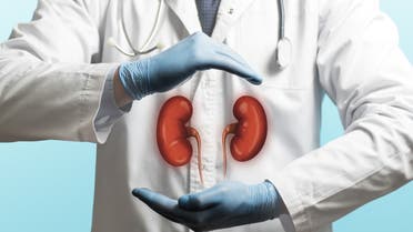 Concept of a healthy kidneys. stock photo