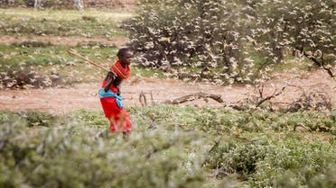 A Samburu boy uses a wooden stick to try to swat a swarm of desert locusts filling the air. (AP)