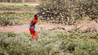 FAO warns ‘ravenous’ locust outbreak threatening East Africa