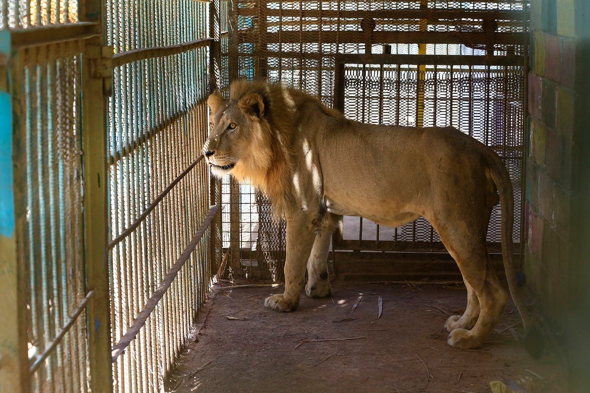 A malnourished lion walks in his cage at the Al-Qureshi park in the Sudanese capital Khartoum. (AFP)
