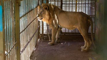 A malnourished lion walks in his cage at the Al-Qureshi park in the Sudanese capital Khartoum. (AFP)