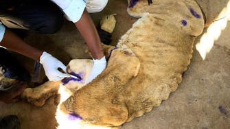 Sudanese vets rush to save park’s malnourished lions after online uproar
