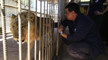 A team of international wildlife conservationists from Four Paws organisation examine one of the fours starving and sick lions at a zoo in the Sudanese capital on January 27, 2020 where a lioness died last week. (AFP)