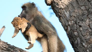 In this photo taken Saturday, Feb. 1, 2020, a male baboon carries a lion cub in a tree in the Kruger National Park, South Africa. The baboon took the little cub into the tree and preened it as if it were his own, said safari ranger Kurt Schultz who said in 20-years he had never seen such behaviour. The fate of the lion cub is unknown. (Photo Kurt Schultz via AP)