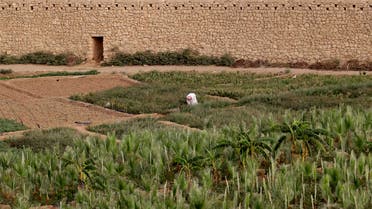 A farmer harvests his crop on a farm in Al-Diriyah, Saudi Arabia on June 7, 2012. (File photo: AP)