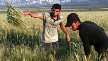 Palestinian farmers wheat on a farm near the West Bank city of Jenin, early Thursday, April 24, 2014. (AP)