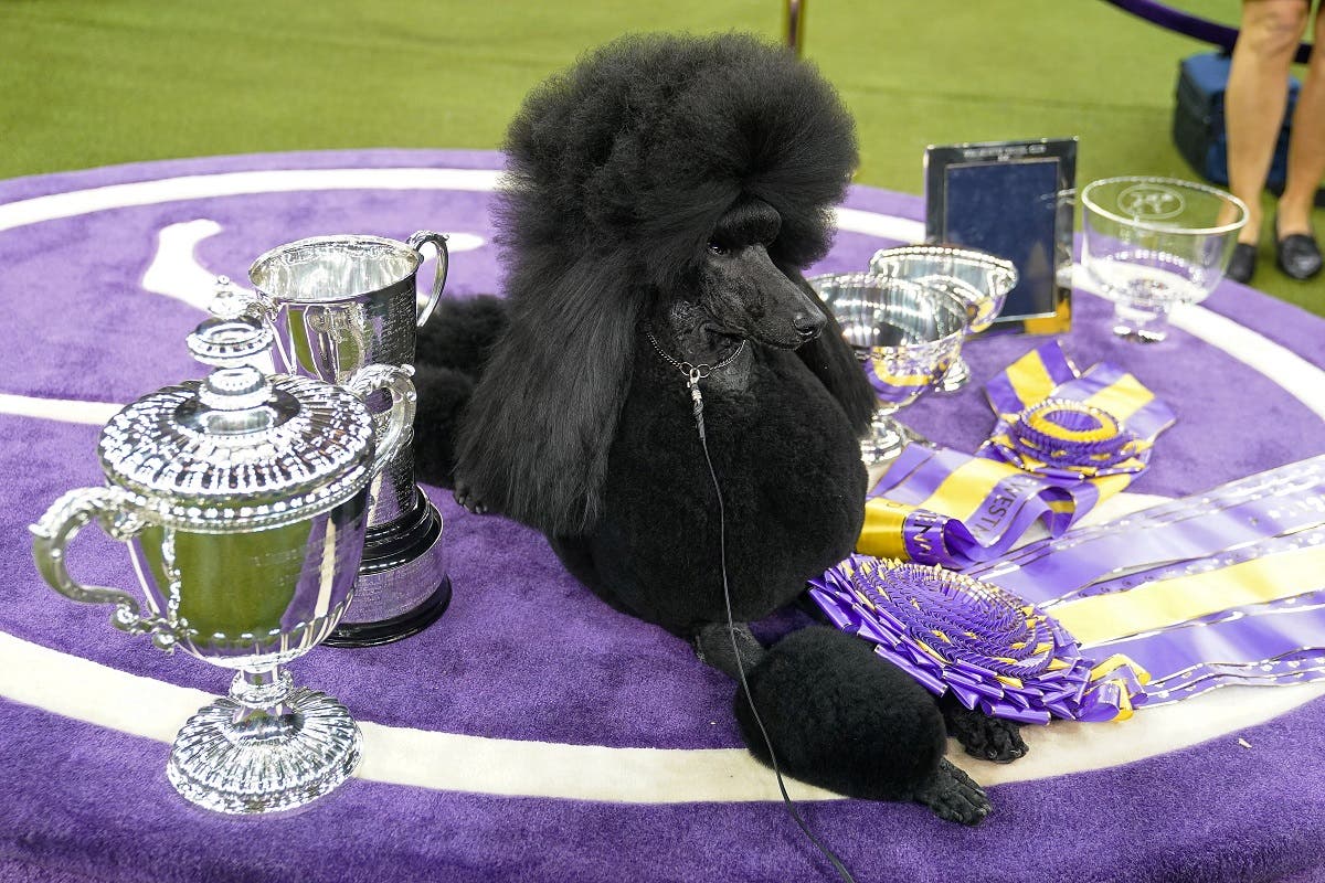 Westminster dog best sale show poodle