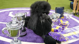 Westminster Kennel Club dog show crowns ‘best in show’ poodle