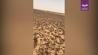 Video: Riyadh farm blanketed by dead locusts after Saudi ministry intervenes
