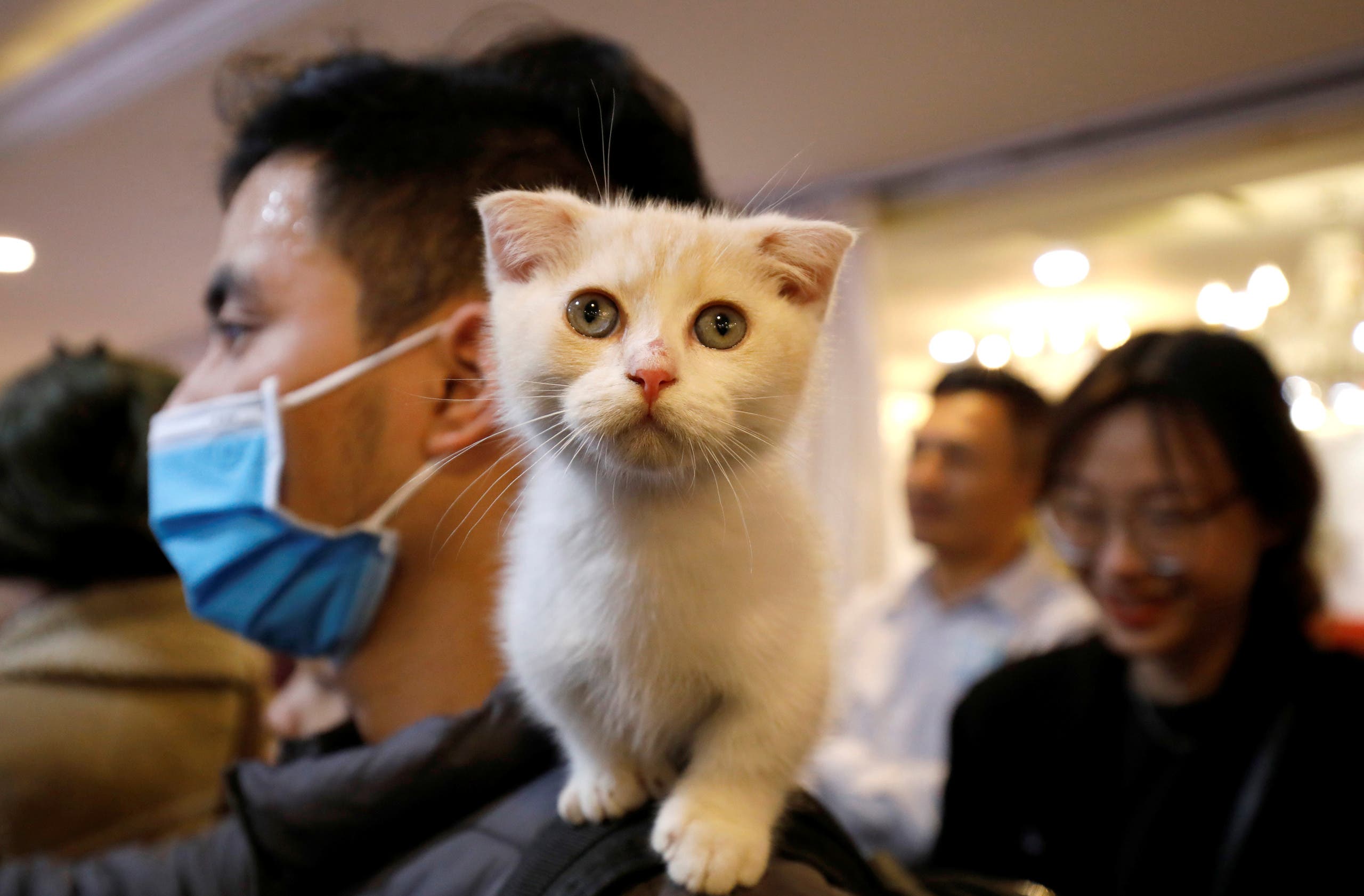 A cat is seen on the shoulder of her owner during the Vietnam's first cat show in Hanoi, Vietnam February 16, 2020. REUTERS