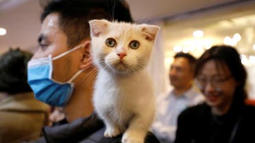 A cat is seen on the shoulder of her owner during the Vietnam's first cat show in Hanoi, Vietnam February 16, 2020. REUTERS