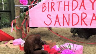 Orangutan Sandra granted 'personhood' celebrates 34th birthday 