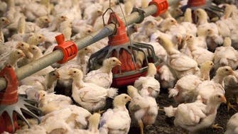 السعودية تستهلك 1.38 مليون طن من الدجاج سنوياً