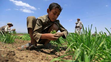 The UN warns of famine-like conditions in Yemen, including cases where people are eating leaves. (Supplied)