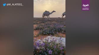 Saudi Arabian photographers capture spring arrival near Kingdom’s Hafar al-Batin