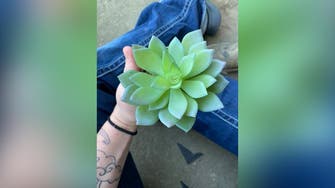 Californian mom realizes ‘perfect plant’ she’s been watering for 2 years is fake