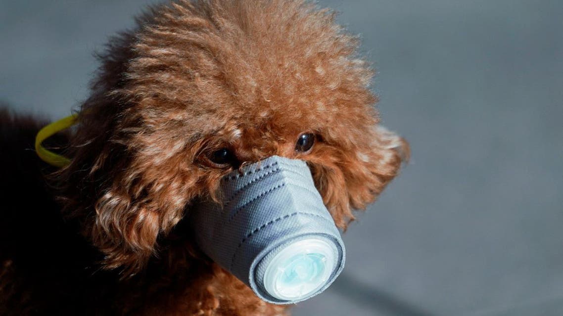 A dog wearing a mask is seen at a main shopping area, in downtown Shanghai, China, as the country is hit by an outbreak of a new coronavirus, February 16, 2020. (File photo: Reuters)