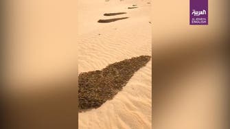 Video: Locusts battle desert winds as Gulf region try to combat ‘insect plague’