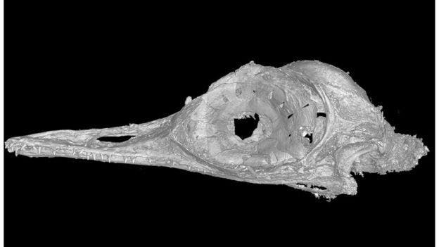 اكتشاف أصغر الديناصورات في العالم وحجمه سيفاجئك 3d08115e-c946-4686-ab73-b51e5f436d1f