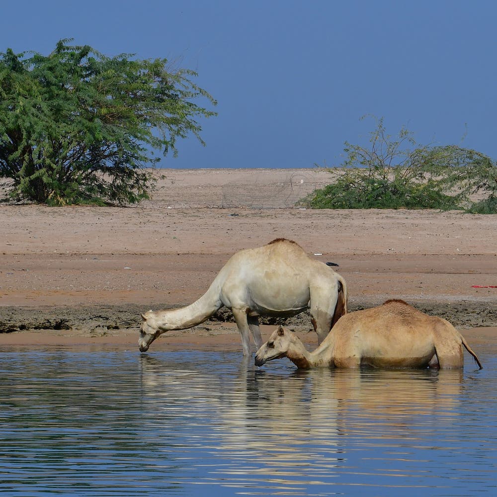 Plastic left by campers in UAE's deserts is killing camels: Vet researcher  | Al Arabiya English