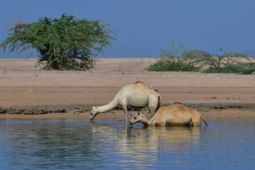 Camels in Ras al Khaimah desert. (AFP)