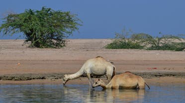 Camels in Ras al Khaimah desert. (AFP)