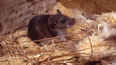 The deer mice are the principal reservoir of Sin Nombre (SN) virus, the primary etiologic agent of hantavirus cardiopulmonary syndrome (HCPS) in North America. (Reuters)