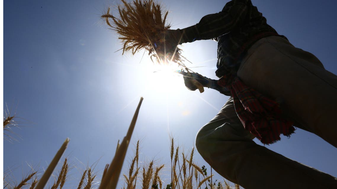 An farmer harvests wheat in a field in the Tabuk region, some 1500 kilometers northwest of the Saudi capital Riyadh, on April 7, 2016. (AFP)