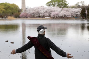 A man removes his mask to stretch and take a deep breath across from cherry blossoms at the Yuyuantan Park in Beijing on March 26, 2020. (AP)