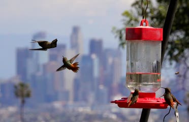Hummingbirds feed at Kenneth Hahn State Recreation Area as downtown Los Angeles is seen in the background, Friday, March 27, 2020, in Los Angeles. (AP)