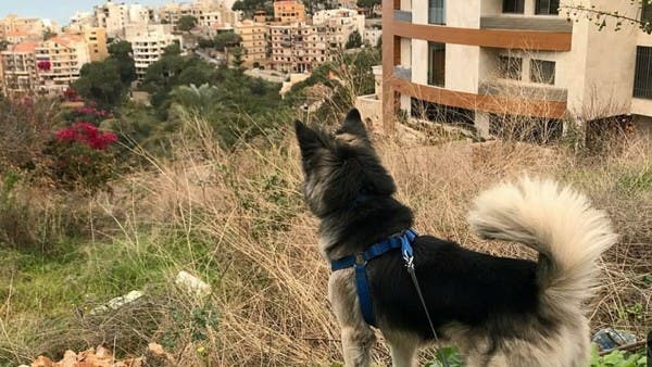 Pets killed, abandoned in Lebanon due to false link to coronavirus | Al  Arabiya English