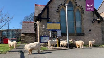 Video: Goats overrun Welsh town during coronavirus lockdown