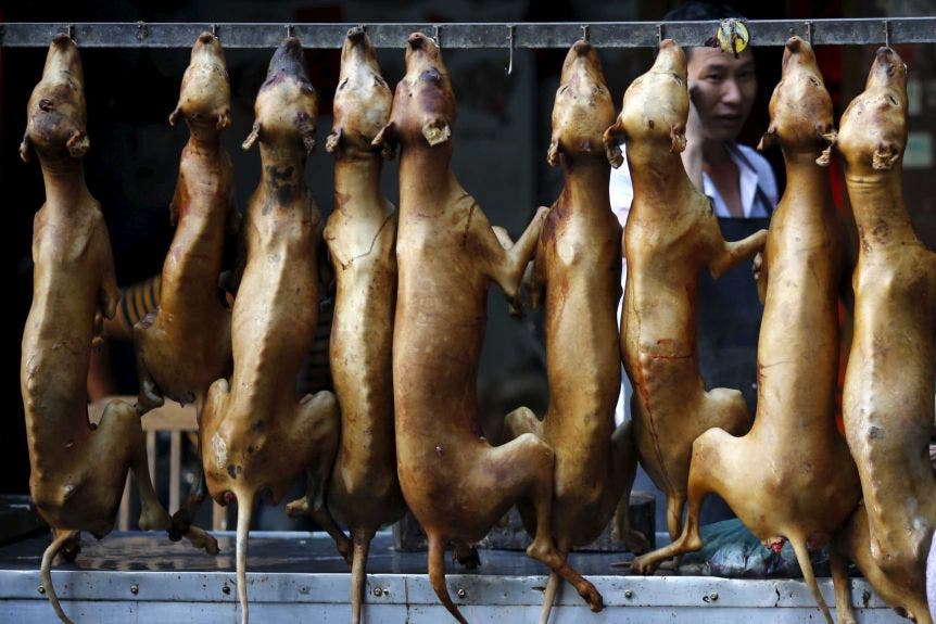 الصين تطارد مصدر فيروس كورونا.. ومدينة شنزن تحظر تناول لحوم الكلاب والقطط
