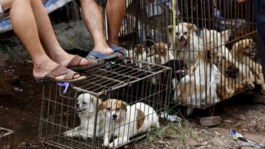 Vendors wait for customers as dogs are kept in a cage at Dashichang dog market ahead of a local dog meat festival in Yulin. (Reuters)