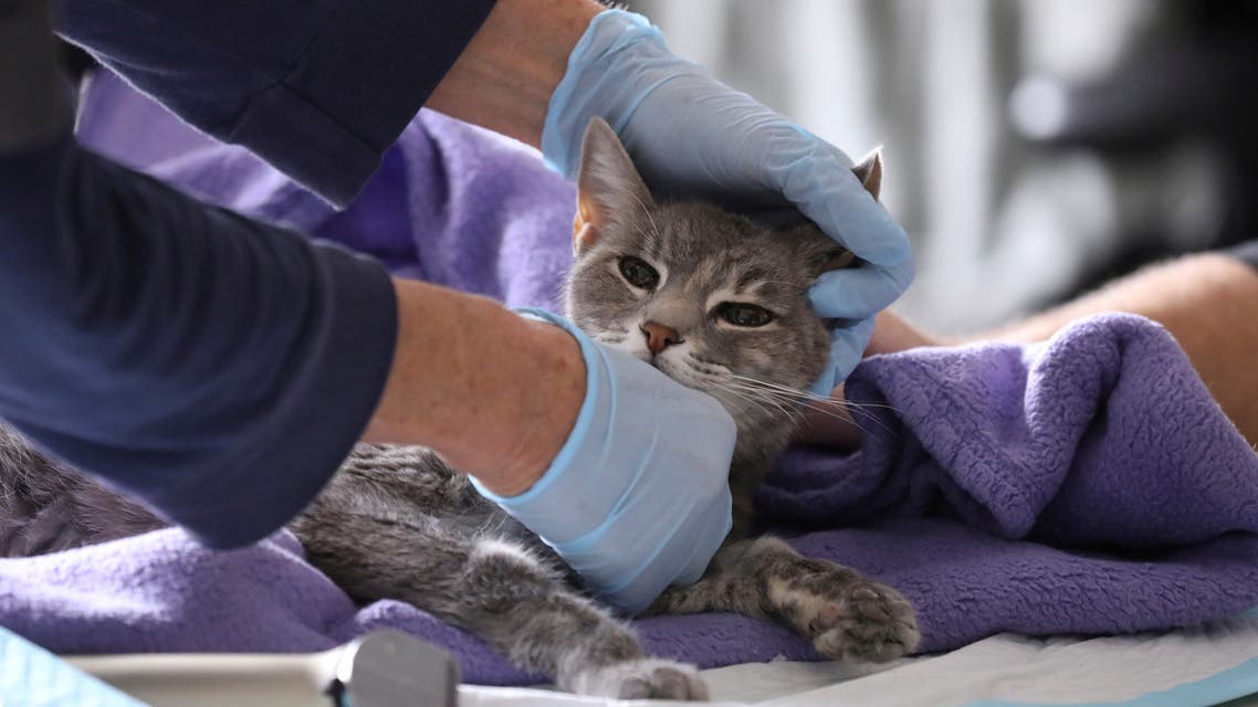 A cat being seen by a vet at home amid coronavirus in New York City, March 31. (Reuters)
