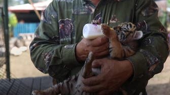 Tiger called Covid gives Mexico zoo hope during coronavirus pandemic