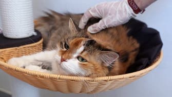 Coronavirus: Cats can catch COVID-19 study finds, dogs safe, as WHO investigates