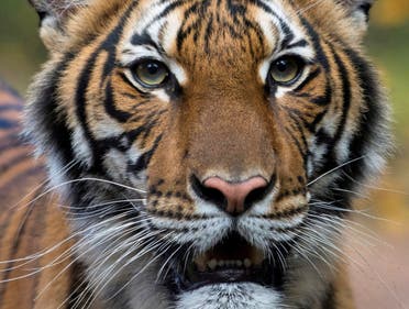 Nadia, a 4-year-old female Malayan tiger at the Bronx Zoo, that the zoo said on April 5, 2020 has tested positive for coronavirus disease (COVID-19) is seen in an undated handout photo. (Reuters)