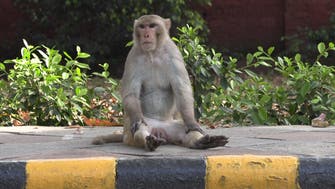 Monkeys, elephants, and dogs reclaim India’s streets in coronavirus lockdown