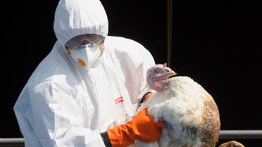 A worker throws a turkey into a container at a farm in Tisova 160 km (99 miles) east of Prague June, 21, 2007.  (Reuters)