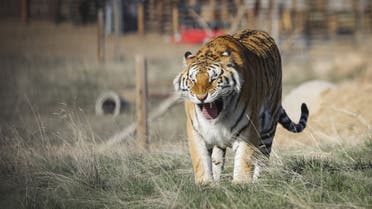 Tiger King - AFP