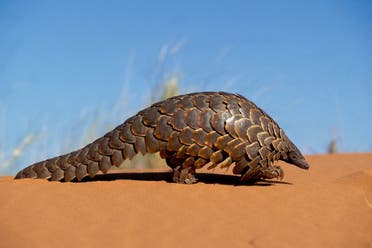 البنغول 