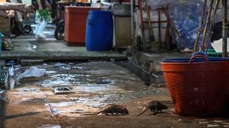 Coronavirus: Rats take over the streets of Bangkok after curfew imposed 